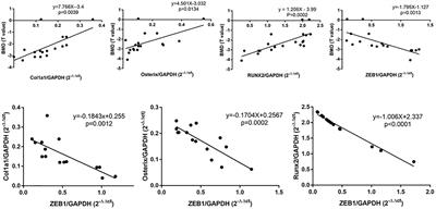 ZEB1 Mediates Bone Marrow Mesenchymal Stem Cell Osteogenic Differentiation Partly via Wnt/β-Catenin Signaling